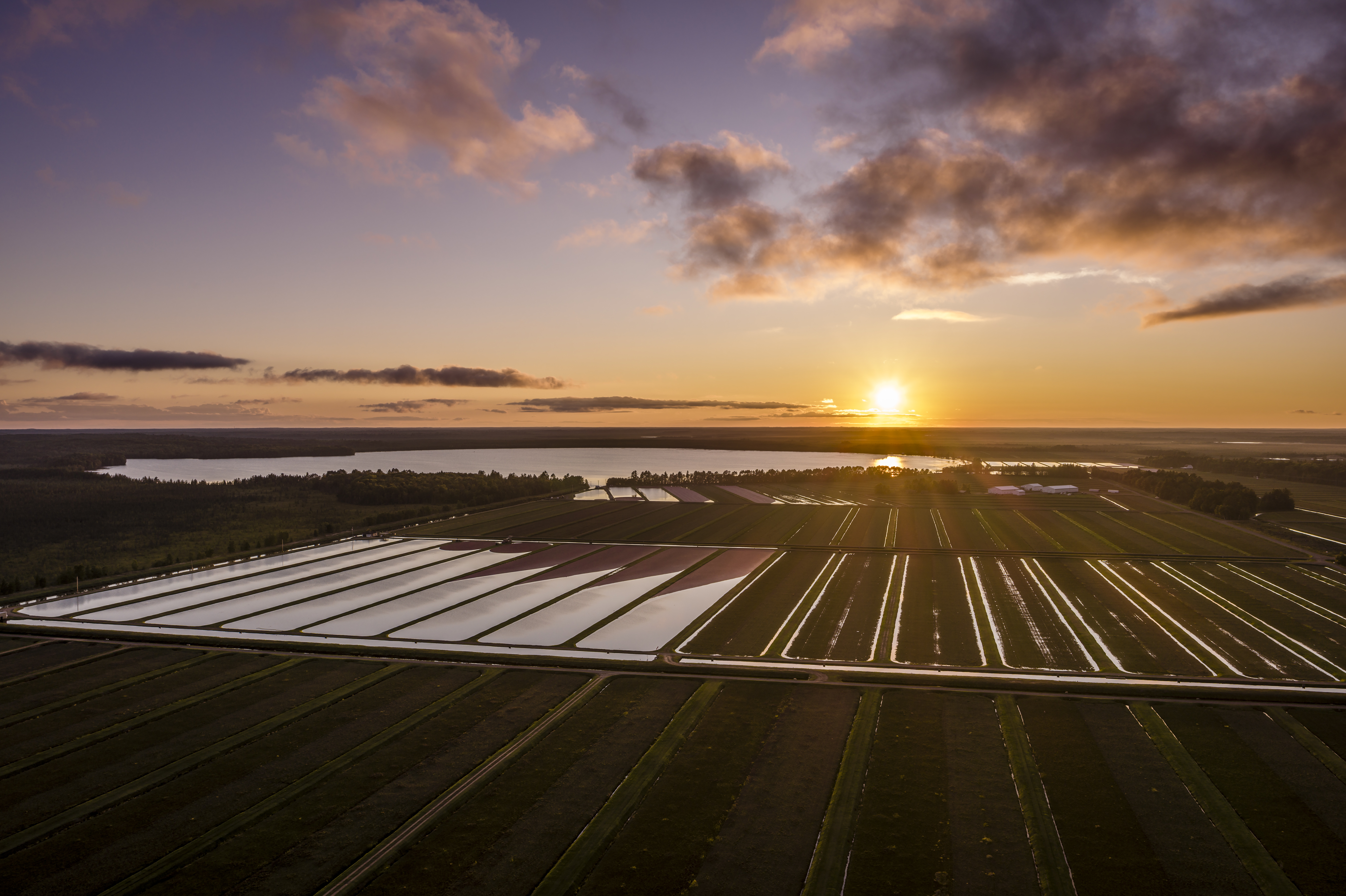 Wisconsin cranberry bog at sunset